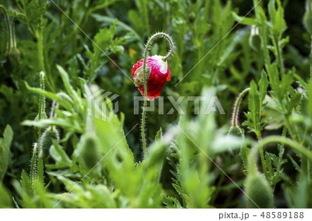 花 春の花 ケシ 48589188