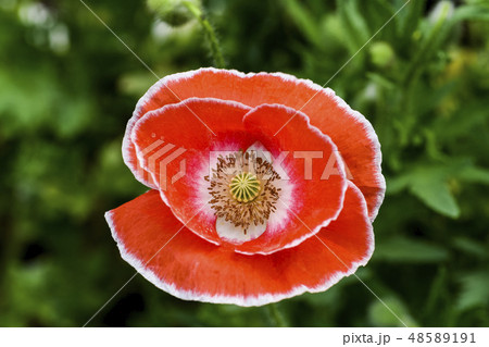 花 春の花 ケシ 48589191