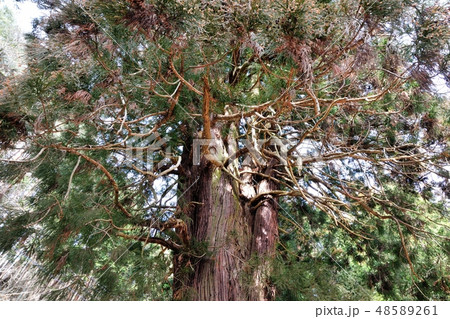 海岸寺　参道のスギ 48589261
