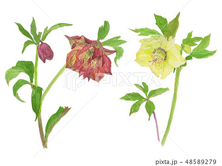 Helleborus orientalis クリスマスローズ（レンテンローズ） 48589279
