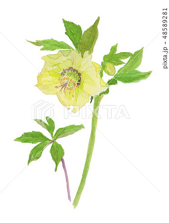 Helleborus orientalis クリスマスローズ（レンテンローズ）white 48589281