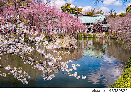 （静岡県）桜満開の三島大社 48589325