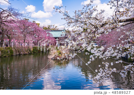 （静岡県）桜満開の三島大社 48589327