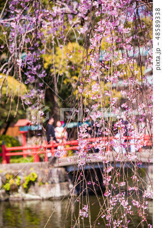 （静岡県）桜満開の三島大社 48589338