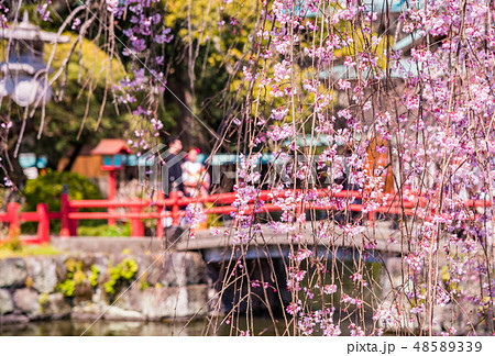 (静岡県)桜満開の三島大社 (静岡県)桜満開の三島大社 48589339