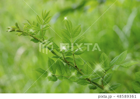 新緑＿若葉ときらめき 48589361