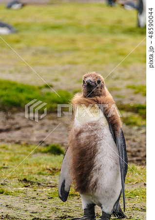 King Penguins on Salisbury plains 48590044