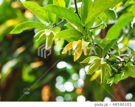large creeping plant ANNONACEAE Artabotrys flowers large creeping plant ANNONACEAE Artabotrys flowers 48590105