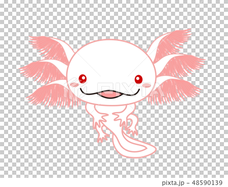 ウーパールーパー　全身　Axolotl　アルビノ 48590139
