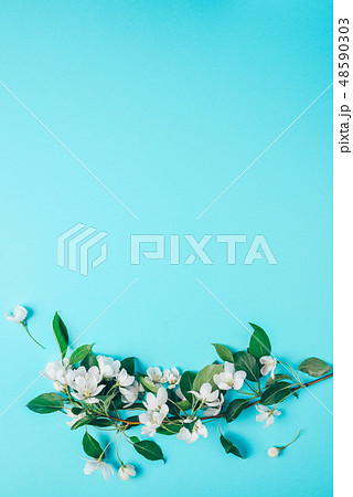 Creative layout with blooming apple tree on a blue background. Flat lay. Concept - spring minimalism Creative layout with blooming apple tree on a blue background. Flat lay. Concept - spring minimalism 48590303