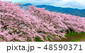 Cherry blossom in japan spring 48590371