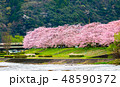 Cherry blossom in japan spring 48590372