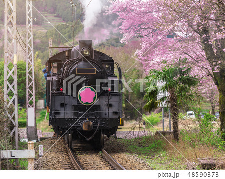 Train with cherry blossom in japan Train with cherry blossom in japan 48590373