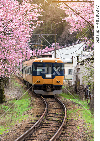Train with cherry blossom in japan Train with cherry blossom in japan 48590377