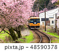 Train with cherry blossom in japan 48590378