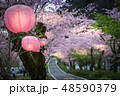 Cherry blossom in japan spring 48590379