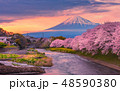 Mountain fuji in cherry blossom sunset 48590380
