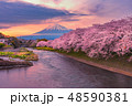 Mountain fuji in cherry blossom sunset 48590381