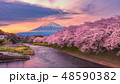 Mountain fuji in cherry blossom sunset 48590382