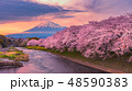 Mountain fuji in cherry blossom sunset 48590383