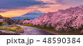 Mountain fuji in cherry blossom sunset 48590384