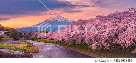 Mountain fuji in cherry blossom sunset Mountain fuji in cherry blossom sunset 48590384