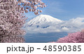 Mountain fuji and cherry blossom full bloom 48590385