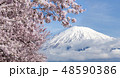 Mountain fuji and cherry blossom full bloom 48590386