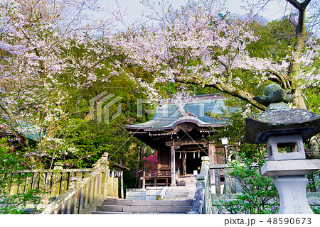 鎌倉 御霊神社 本殿と桜 48590673