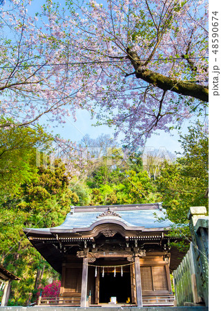 鎌倉 御霊神社 本殿と桜 鎌倉 御霊神社 本殿と桜 48590674
