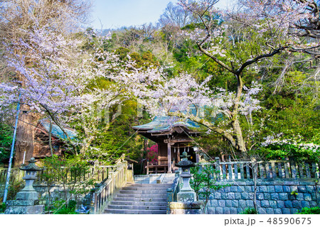 鎌倉 御霊神社 本殿と桜 48590675