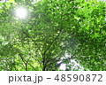 美しい新緑と木漏れ日 48590872