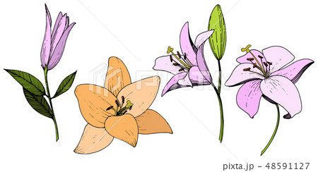 Vector Pink and orange lily floral botanical - Stock