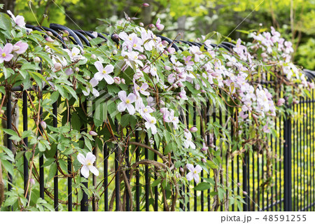 クレマチス　滝野すずらん丘陵公園 48591255