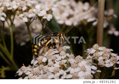European wool carder bee sitting on white flowers. European wool carder bee sitting on white flowers. 48591261