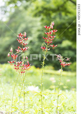 マルタゴンリリー　百合が原公園 48591303