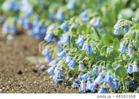 ハマベンケイソウ　百合が原公園 48591308