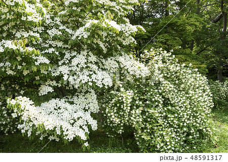 ヤマボウシ,バイカウツギ　百合が原公園 48591317