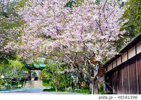 鎌倉 光則寺 山門前の桜 48591396