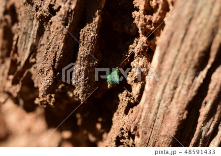 朽木の中で死んだ、タマムシの羽のかけら 朽木の中で死んだ、タマムシの羽のかけら 48591433