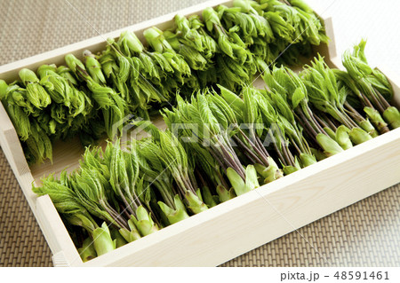 コシアブラ 48591461