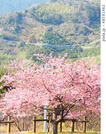 河津桜 48591462