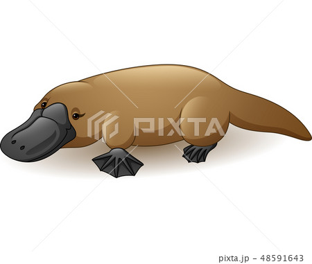 Illustration of platypus isolated on white backgro Illustration of platypus isolated on white backgro 48591643