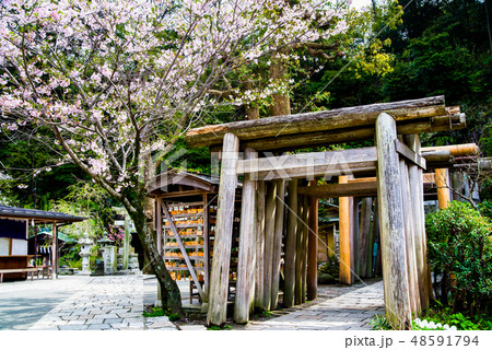 鎌倉 銭洗弁天 境内の桜 48591794