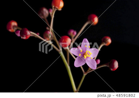 花火草 48591802