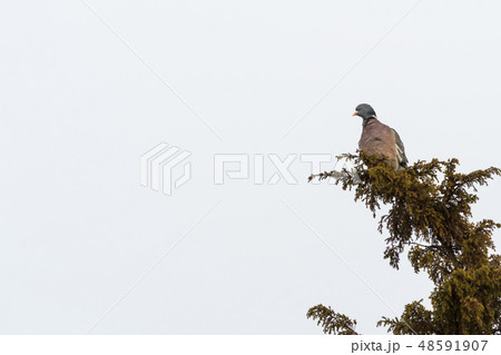 Wood Pigeon sitting in a shrub Wood Pigeon sitting in a shrub 48591907