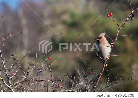Sunlit Waxwing in rose hip shrub Sunlit Waxwing in rose hip shrub 48591909