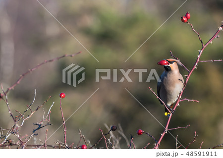 Waxwing feeding rose hips in a shrub 48591911