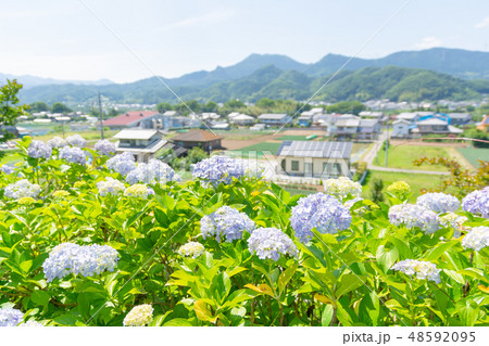 下仁田あじさい園【群馬県下仁田町】 48592095