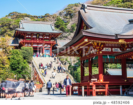 鎌倉 鶴岡八幡宮 本宮と舞殿 鎌倉 鶴岡八幡宮 本宮と舞殿 48592406